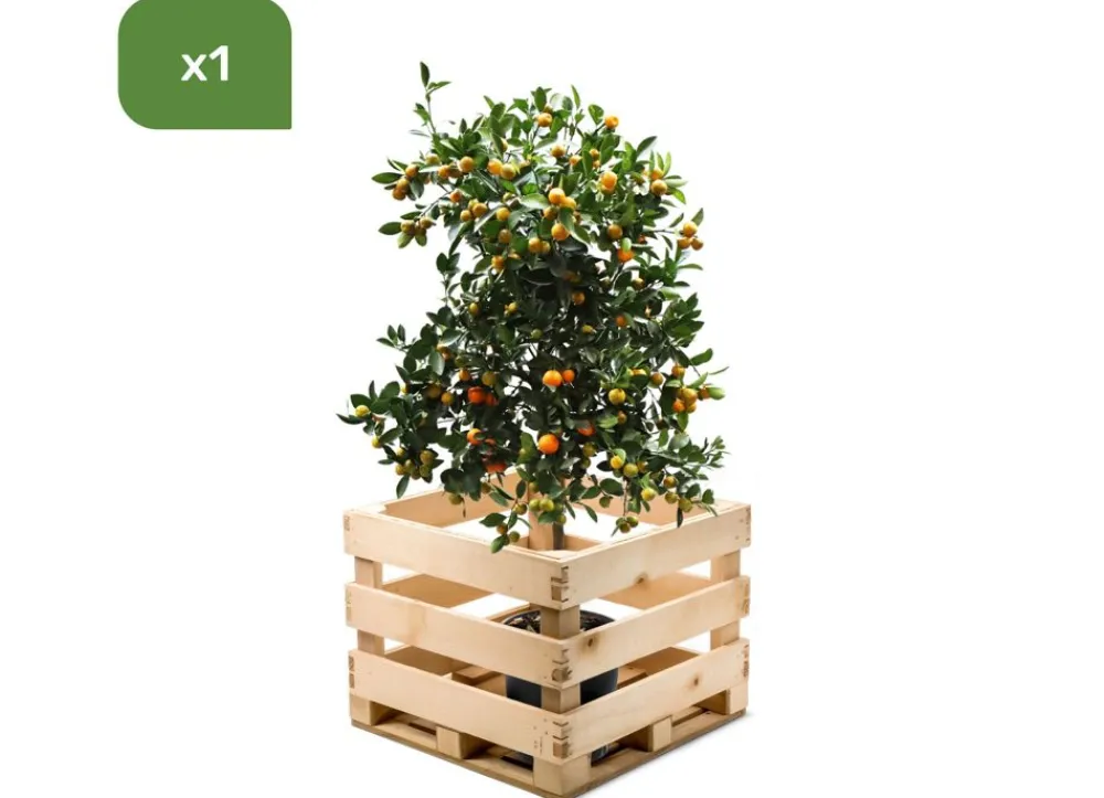 Hortiflora Pflanzenversand^Calamondinbaum Citrus Mitis Calamondin 140-160Cm