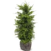 Hortiflora Pflanzenversand^Europaische Eibe Taxus Baccata Heckenpflanze 120-140Cm