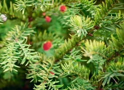 Hortiflora Pflanzenversand^Europaische Eibe Taxus Baccata Heckenpflanze 120-140Cm