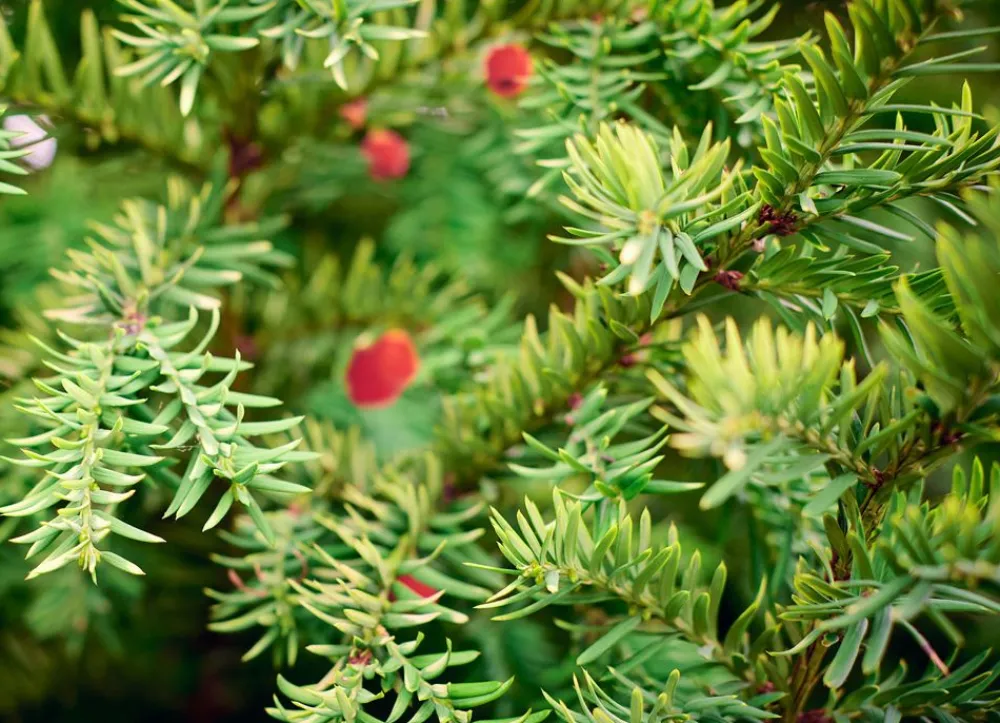 Hortiflora Pflanzenversand^Europaische Eibe Taxus Baccata Heckenpflanze 120-140Cm