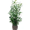 Hortiflora Pflanzenversand^Kirschlorbeer Prunus Laurocerasus Novita Heckenpflanze 150-175Cm