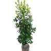 Hortiflora Pflanzenversand^Kirschlorbeer Prunus Laurocerasus Rotundifolia Heckenpflanze 175-200Cm