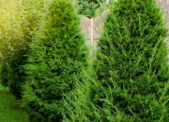 Hortiflora Pflanzenversand^Lebensbaum Thuja Occidentalis Brabant Heckenpflanze 140-160Cm