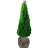 Hortiflora Pflanzenversand^Lebensbaum Thuja Occidentalis Smaragd Heckenpflanze 180-200Cm