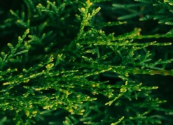 Hortiflora Pflanzenversand^Lebensbaum Thuja Occidentalis Smaragd Heckenpflanze 180-200Cm