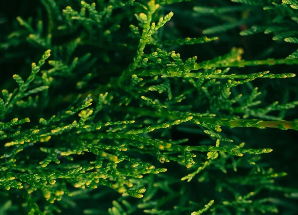 Hortiflora Pflanzenversand^Lebensbaum Thuja Occidentalis Smaragd Heckenpflanze 180-200Cm