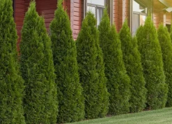 Hortiflora Pflanzenversand^Lebensbaum Thuja Occidentalis Smaragd Heckenpflanze 180-200Cm