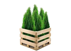 Hortiflora Pflanzenversand^Lebensbaum Thuja Occidentalis Smaragd Heckenpflanze 180-200Cm