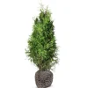 Hortiflora Pflanzenversand^Lebensbaum Thuja Occidentalis Brabant Heckenpflanze 180-200Cm