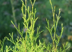 Hortiflora Pflanzenversand^Lebensbaum Thuja Occidentalis Brabant Heckenpflanze 180-200Cm