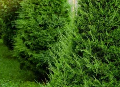 Hortiflora Pflanzenversand^Lebensbaum Thuja Occidentalis Brabant Heckenpflanze 180-200Cm