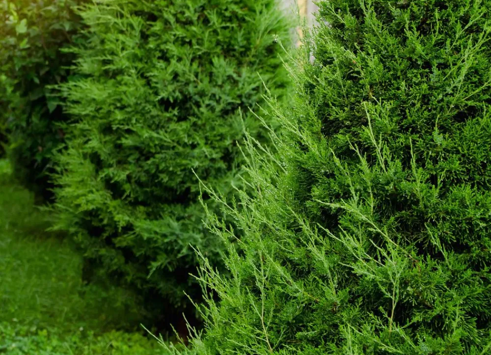 Hortiflora Pflanzenversand^Lebensbaum Thuja Occidentalis Brabant Heckenpflanze 180-200Cm