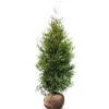 Hortiflora Pflanzenversand^Lebensbaum Thuja Occidentalis Brabant Heckenpflanze 160-180Cm