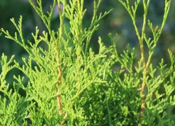 Hortiflora Pflanzenversand^Lebensbaum Thuja Occidentalis Brabant Heckenpflanze 160-180Cm
