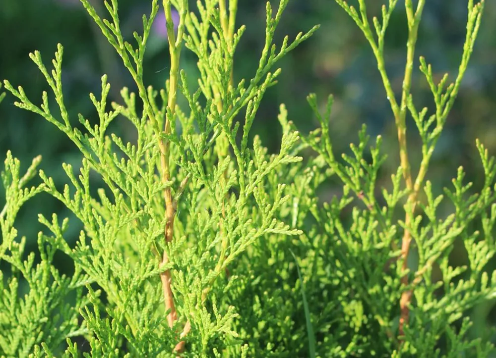 Hortiflora Pflanzenversand^Lebensbaum Thuja Occidentalis Brabant Heckenpflanze 160-180Cm