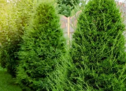Hortiflora Pflanzenversand^Lebensbaum Thuja Occidentalis Brabant Heckenpflanze 160-180Cm