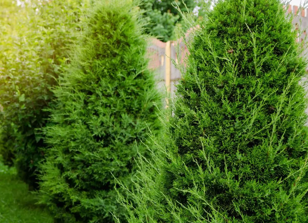 Hortiflora Pflanzenversand^Lebensbaum Thuja Occidentalis Brabant Heckenpflanze 160-180Cm