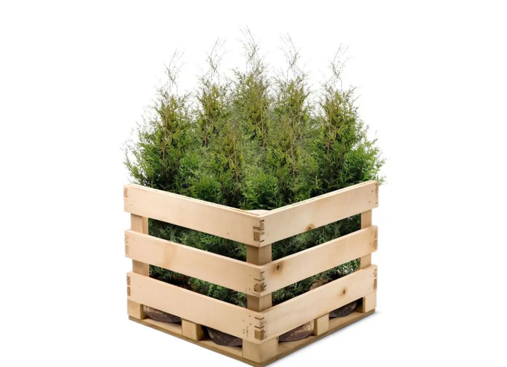 Hortiflora Pflanzenversand^Lebensbaum Thuja Occidentalis Brabant Heckenpflanze 160-180Cm