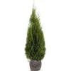 Hortiflora Pflanzenversand^Lebensbaum Thuja Occidentalis Smaragd Heckenpflanze 140-160Cm