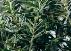 Hortiflora Pflanzenversand^Olivenbaum Olea Europea Bonsai 200-240Cm