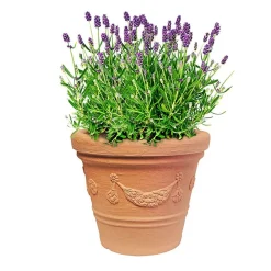 Pseudohersteller Pflanzkübel^Pflanztopf Siena 30X24Cm Terrakotta