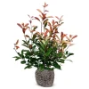 Hortiflora Pflanzenversand^Rote Glanzmispel Photinia Fraseri Red Robin Heckenpflanze 125-150Cm