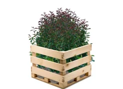 Hortiflora Pflanzenversand^Rote Glanzmispel Photinia Fraseri Red Robin Heckenpflanze 175-200Cm
