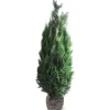 Hortiflora Pflanzenversand^Scheinzypresse Heckenpflanze Chamaecyparis Lawsoniana Columnaris 180-200Cm