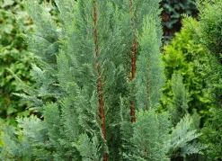 Hortiflora Pflanzenversand^Scheinzypresse Heckenpflanze Chamaecyparis Lawsoniana Columnaris 180-200Cm