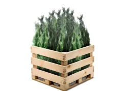 Hortiflora Pflanzenversand^Scheinzypresse Heckenpflanze Chamaecyparis Lawsoniana Columnaris 180-200Cm