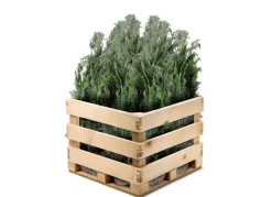 Hortiflora Pflanzenversand^Scheinzypresse Heckenpflanze Chamaecyparis Lawsoniana Columnaris 120-140Cm