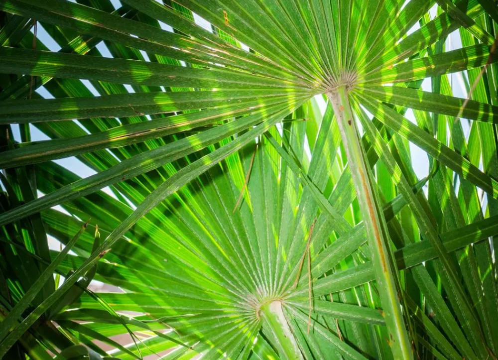 Hortiflora Pflanzenversand^Zwergpalme Chamaerops Humilis 110-130Cm