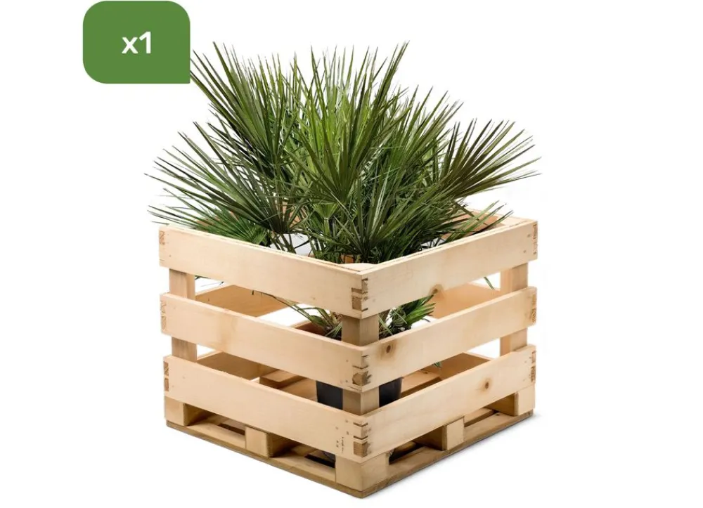 Hortiflora Pflanzenversand^Zwergpalme Chamaerops Humilis 110-130Cm